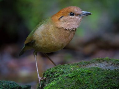 Tayland 'da nadir bulunan paslı bir erkek Pitta. (Pitta yulafı)