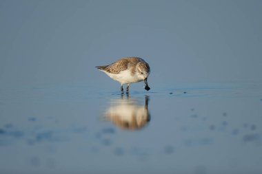 Tayland 'ın iç körfezinde kaşık gagalı Sandpiper ve kıyı kuşları. Dünyanın çok nadir ve kritik derecede tehlikede olan türleri, sabah ışığı ile suda yürüyüp yiyecek arıyorlar.