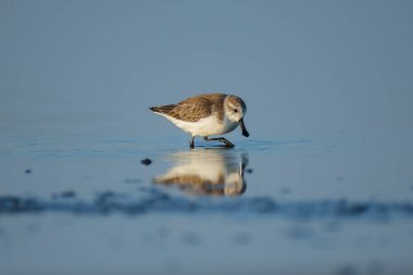 Spoon-billed Sandpiper and shorebirds at the Inner Gulf of Thailand.Very rare and critically endangered species of the world,walking and foraging in water with morning light clipart