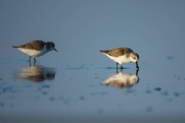 Tayland 'ın iç körfezinde kaşık gagalı Sandpiper ve kıyı kuşları. Dünyanın çok nadir ve kritik derecede tehlikede olan türleri, sabah ışığı ile suda yürüyüp yiyecek arıyorlar.