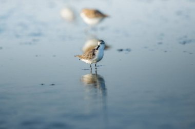 Tayland 'ın iç körfezinde kaşık gagalı Sandpiper ve kıyı kuşları. Dünyanın çok nadir ve kritik derecede tehlikede olan türleri, sabah ışığı ile suda yürüyüp yiyecek arıyorlar.