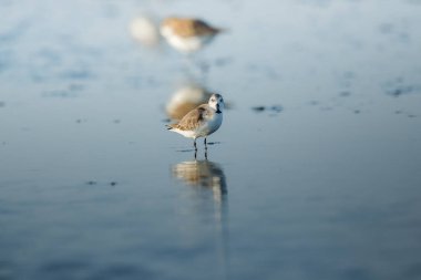 Tayland 'ın iç körfezinde kaşık gagalı Sandpiper ve kıyı kuşları. Dünyanın çok nadir ve kritik derecede tehlikede olan türleri, sabah ışığı ile suda yürüyüp yiyecek arıyorlar.