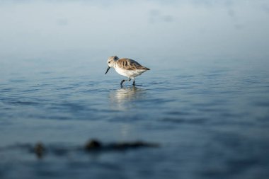 Tayland 'ın iç körfezinde kaşık gagalı Sandpiper ve kıyı kuşları. Dünyanın çok nadir ve kritik derecede tehlikede olan türleri, sabah ışığı ile suda yürüyüp yiyecek arıyorlar.