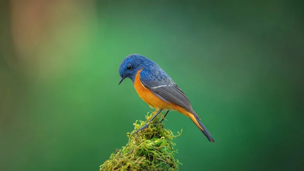 Exotic blue bird, the Blue-fronted Redstart (Phoenicurus frontalis) perching on top of the wooden stick on blur green background,colourful bird,Northern Thailand