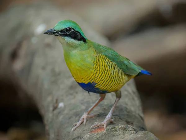 Pitta Macho Pitta Elliotii Hermoso Pájaro Aislado Sobre Fondo Blanco — Foto de Stock