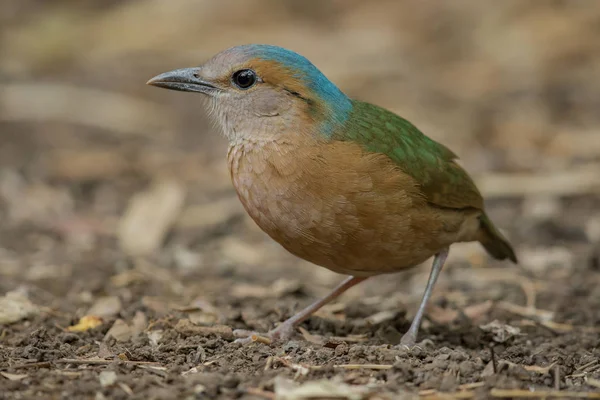 Blaurumpf Pitta Männchen Aus Nächster Nähe Der Natur Des Nam — Stockfoto