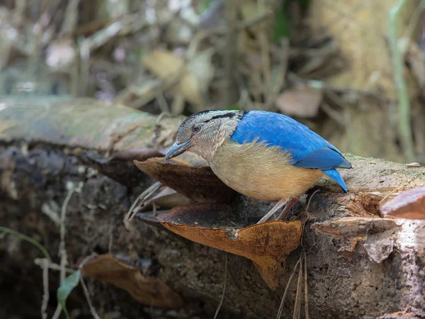 ジャイアント ピッタ Pitta Caerulea 湿った一次低地の森に生息するジャイアント ピッタ 写真を閉じる 湿った熱帯雨林環境で恥ずかしがり屋の鳥 クラビタイ — ストック写真