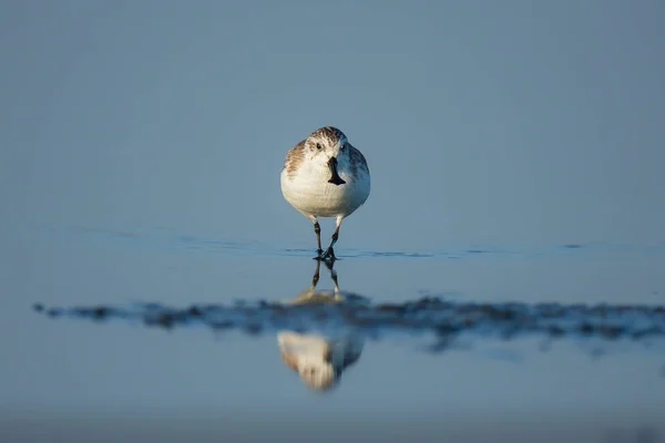 Spoon Billed Sandpiper Shorebirds Inner Gulf Thailand Very Rare Critically — Stock Photo, Image