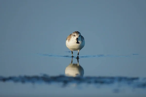 Bécasseau Bec Cuiller Oiseaux Rivage Dans Intérieur Golfe Thaïlande Espèces — Photo