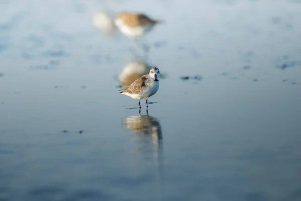 Spoon Billed Sandpiper Shorebirds Inner Gulf Thailand Very Rare Critically — Stock Photo, Image