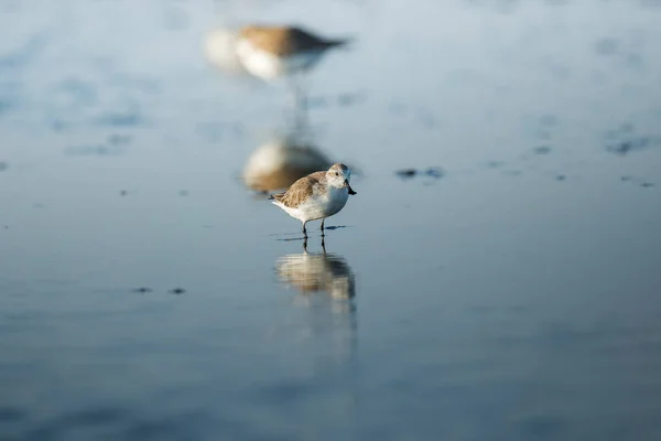 Bécasseau Bec Cuiller Oiseaux Rivage Dans Intérieur Golfe Thaïlande Espèces — Photo