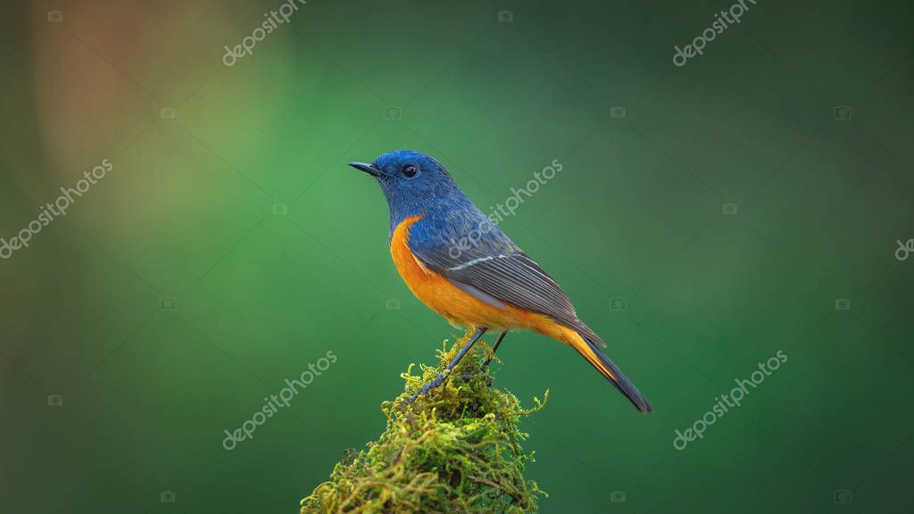 Exotic blue bird, the Blue-fronted Redstart (Phoenicurus frontalis) perching on top of the wooden stick on blur green background,colourful bird,Northern Thailand