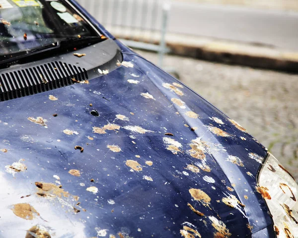 hood of car with bird droppings