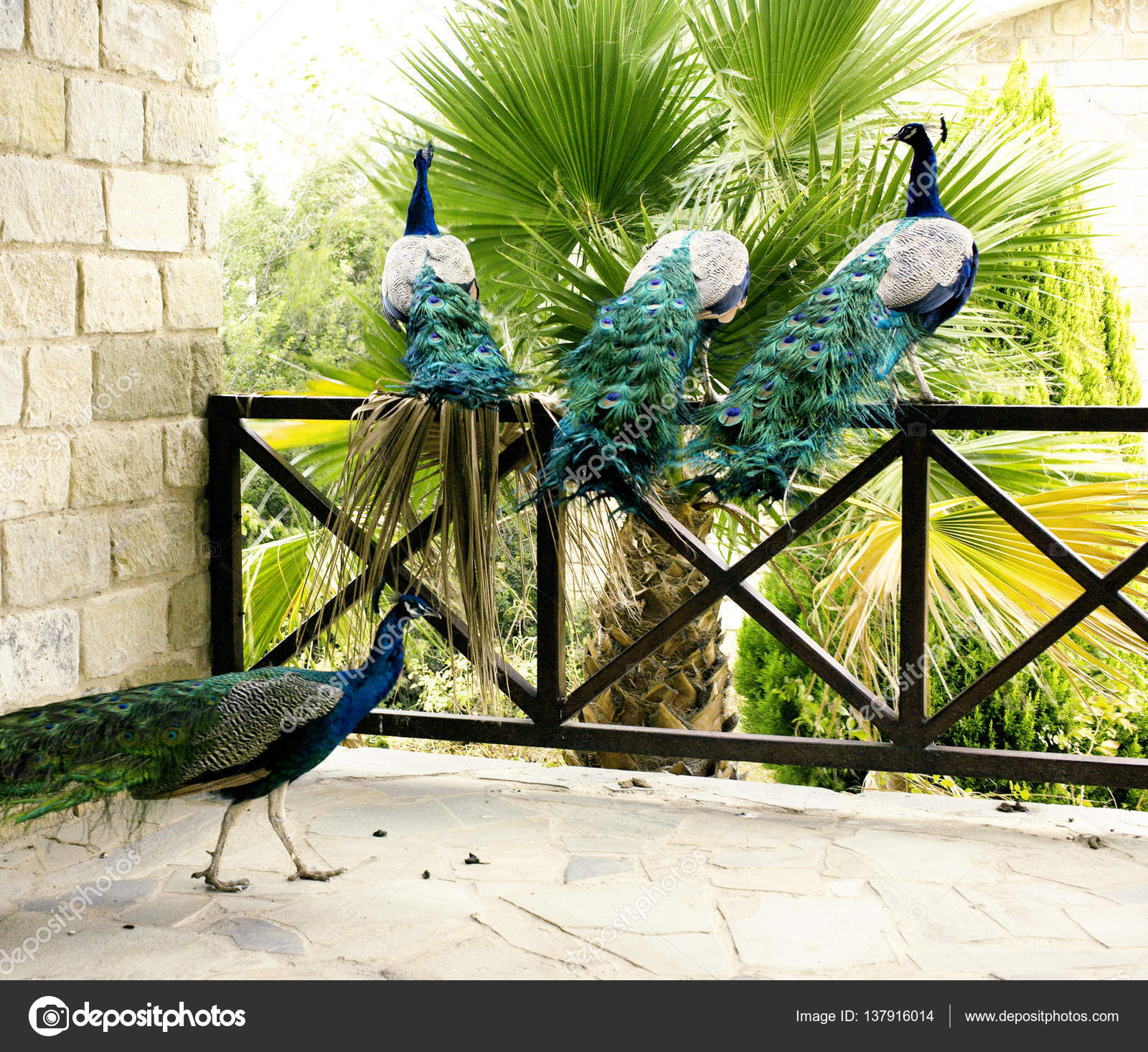 Few peacocks near building — Stock Photo © iordani 137916014