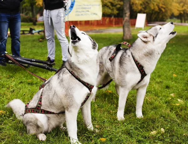 husky dogs outside on a leash