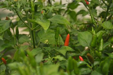 Çiftlikte tropikal acı biber ağacı