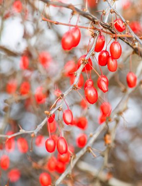 Parlak kırmızı böğürtlen kümesi.