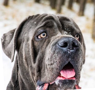 Cane corso italiano bir köpeğin kafası ve güzel bir kadın.