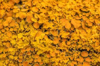 Ağaç kabuğundaki küfün soyut arkaplan dokusu