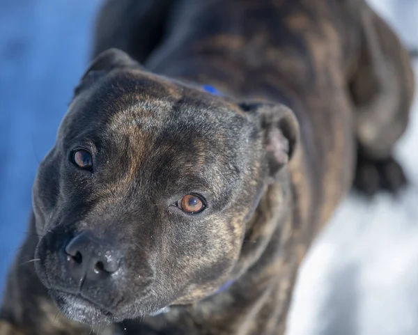 Tél Erdőben Kutya Staffordshire Bull Terrier Fekszik Hóban Szemébe Néz — Stock Fotó