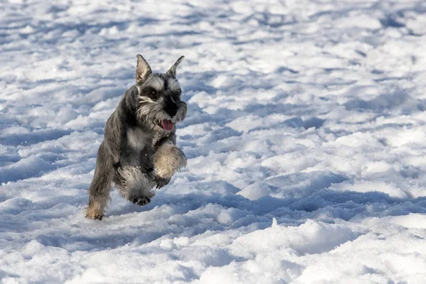 Šťastný Přírodě Pes Zwergschnauzer Běží Zimě Sněhu — Stock fotografie