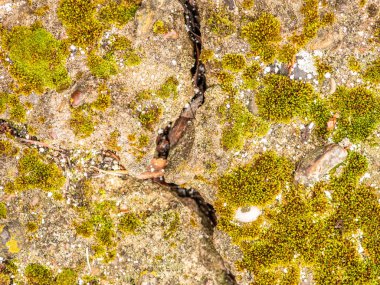 Çatlaklı eski beton ve zaman ve hava koşullarından kaynaklanan doğal yıkım