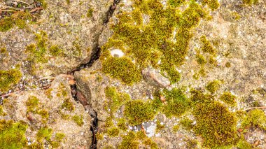 Çatlaklı eski beton ve zaman ve hava koşullarından kaynaklanan doğal yıkım