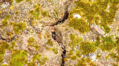 Çatlaklı eski beton ve zaman ve hava koşullarından kaynaklanan doğal yıkım