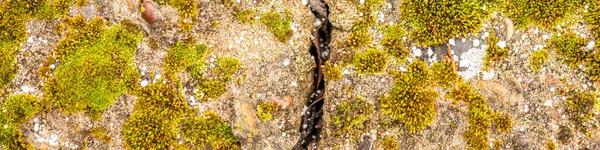 Alter Betonzement Mit Rissen Und Natürlicher Zerstörung Durch Zeit Und — Stockfoto