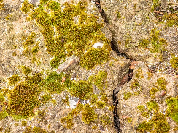 Old Concrete Cement Cracks Natural Destruction Time Weather Conditions — Stock Photo, Image