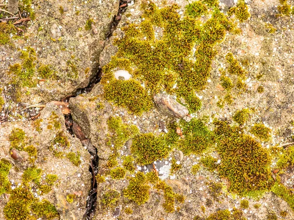 Vecchio Cemento Cemento Con Crepe Distruzione Naturale Tempo Condizioni Atmosferiche — Foto Stock