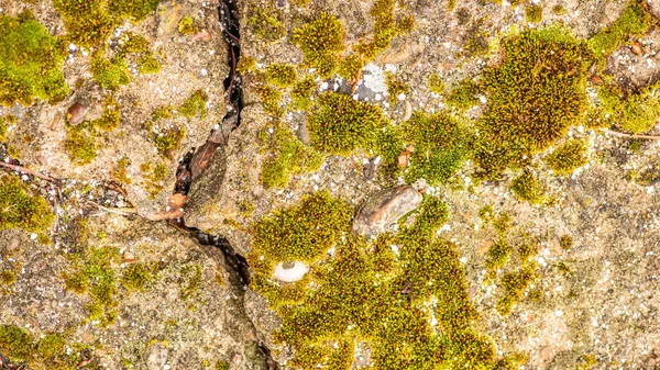 時や天候による亀裂や自然破壊を伴う古いコンクリートセメントは — ストック写真