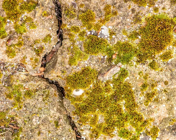 Old Concrete Cement Cracks Natural Destruction Time Weather Conditions — Stock Photo, Image