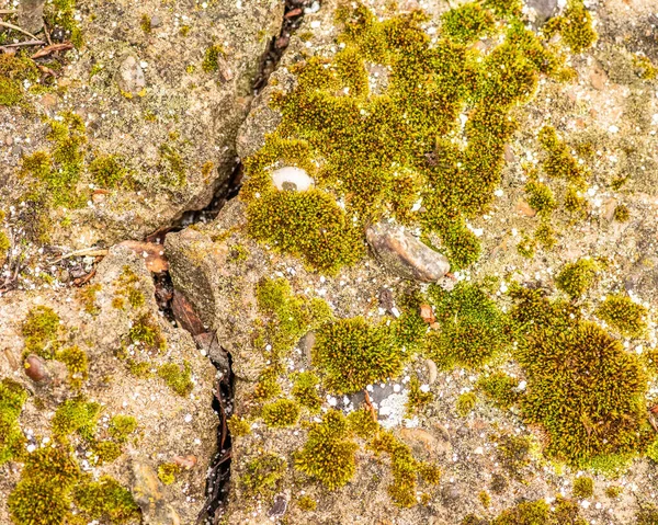 Old Concrete Cement Cracks Natural Destruction Time Weather Conditions — Stock Photo, Image