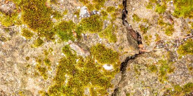 Çatlaklı eski beton ve zaman ve hava koşullarından kaynaklanan doğal yıkım