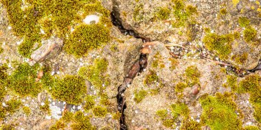 Çatlaklı eski beton ve zaman ve hava koşullarından kaynaklanan doğal yıkım