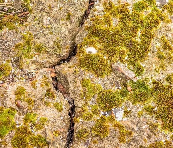 Old Concrete Cement Cracks Natural Destruction Time Weather Conditions — Stock Photo, Image