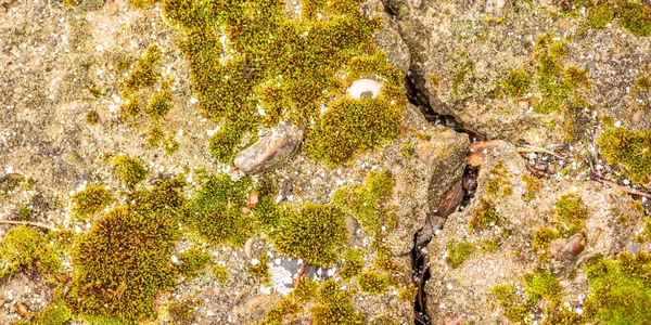 Cemento Hormigón Viejo Con Grietas Destrucción Natural Del Tiempo Las —  Fotos de Stock