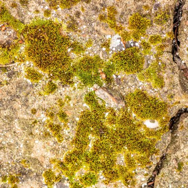 Çatlaklı eski beton ve zaman ve hava koşullarından kaynaklanan doğal yıkım