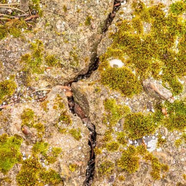 Çatlaklı eski beton ve zaman ve hava koşullarından kaynaklanan doğal yıkım