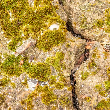 Çatlaklı eski beton ve zaman ve hava koşullarından kaynaklanan doğal yıkım