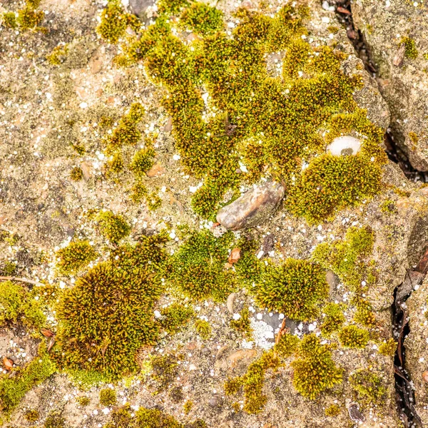 Old Concrete Cement Cracks Natural Destruction Time Weather Conditions — Stock Photo, Image