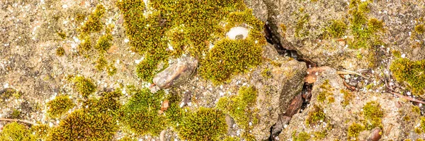 Cemento Hormigón Viejo Con Grietas Destrucción Natural Del Tiempo Las — Foto de Stock