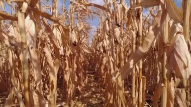 Tarlada mısır hasadı