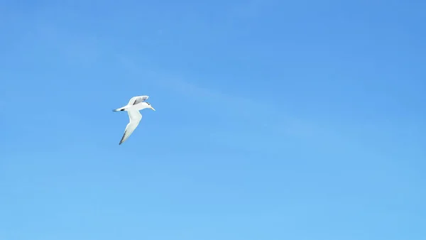 Gull Clear Blue Sky — Stock Photo, Image