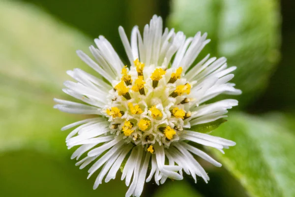 Macro photo of False Daisy