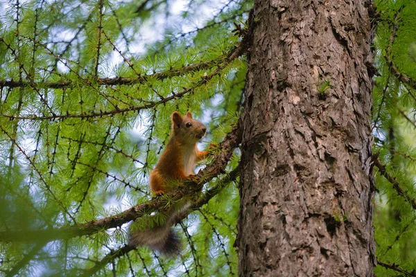 Eichhörnchen Sitzt Auf Einem Ast Der Nähe Des Stammes — Stockfoto