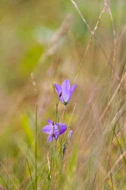 Tarlada çan çiçekleri