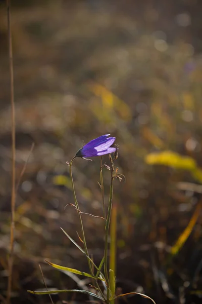 Klokbloem Campanula Bij Dageraad Knop Stijgt Naar Zon — Stockfoto