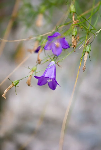 Brin Bluebells Des Bourgeons Fanés Sur Fond Pierre Grise — Photo